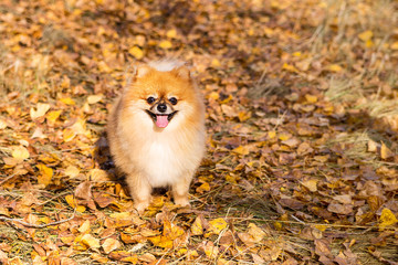Naklejka na ściany i meble Portrait of ginger Pomeranian dog on a autumnal nature background.