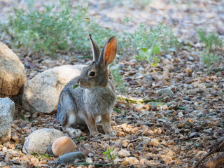 desert cottontail