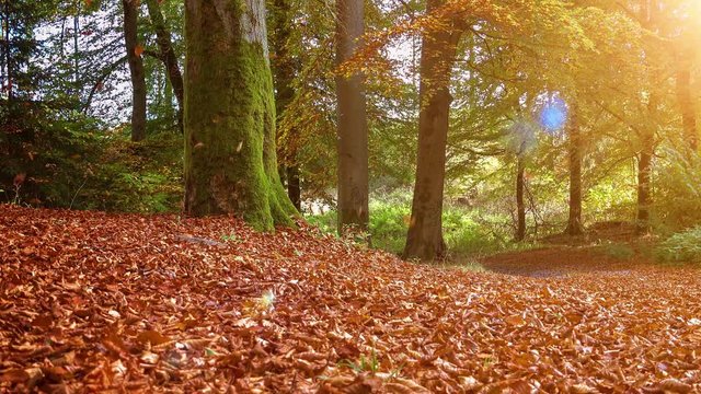 Goldener Herbst, bei sonnigem Wetter wirft eine Buche ihr Laub ab. Endlosschleife mit Sound