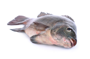 fish,Oreochromis nilotica  isolated on white background