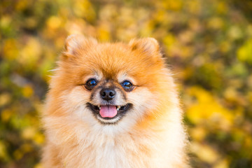 Portrait of ginger Pomeranian dog on a autumnal nature background.