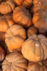 pumpkins and gourds