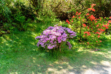 flowers in the garden