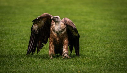 Griffon vulture bird close up
