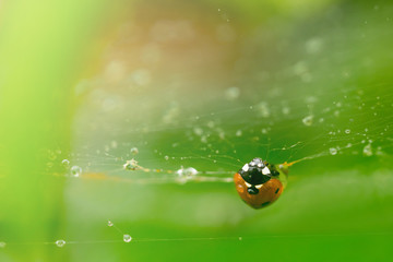 Ladybug upside down on spider web with raindrops all over