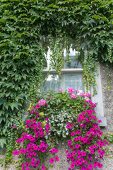 Fototapeta na wymiar flowered window box on an ivy covered stone wall