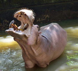 Hippopotamus; Hippo