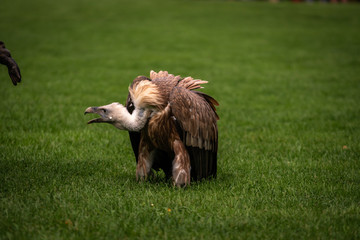 Griffon vulture bird close up