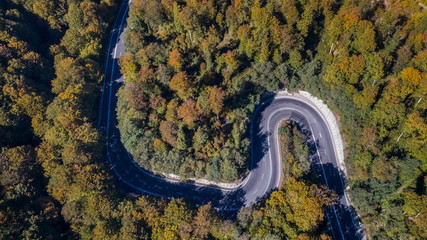 curved road trough the forest