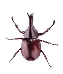 Dynastinae on a white background