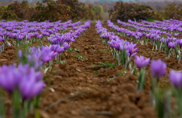 campo de crocus sativus, oro rojo paisaje en perspectiva del azafr&aacute;n
