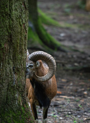 European moufflon in the forest