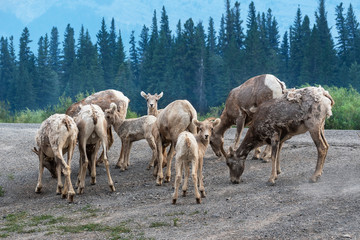 Herd of Bighorn Sheep Grazing