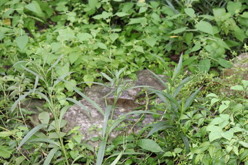 Rocks