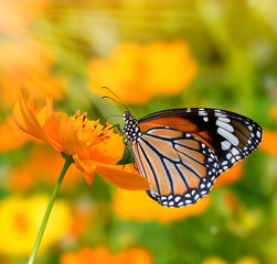 Butterflies and Flowers