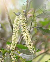  macadamia Flowers - 229420571