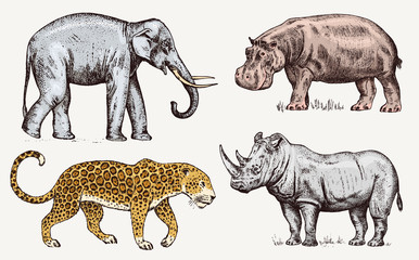 Set of African animals. Rhinoceros Elephant Hippopotamus Leopard. Engraved hand drawn Vintage old monochrome safari sketch. Vector illustration.