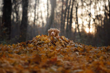 dog lies in the autumn leaves. Pet in the park. Nova Scotia Duck Tolling Retriever in nature