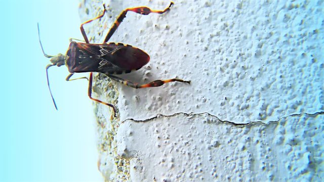 Brown Bug on a White Wall &ndash; Triatominae Bug, Closeup, detail.
