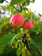 somewhat ripe apple on a branch with leaves. isolated on white background