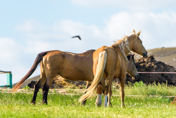 Fototapeta premium Horses on the farm in the summer.