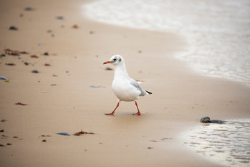 Sea gull walking on beach