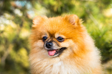 Portrait of ginger Pomeranian dog on a nature background.