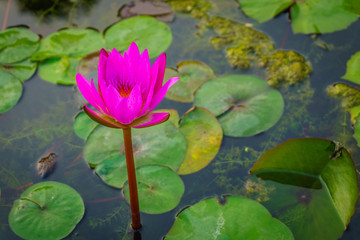 pink water lily