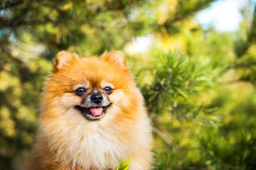 Obraz premium Portrait of ginger Pomeranian dog on a nature background.