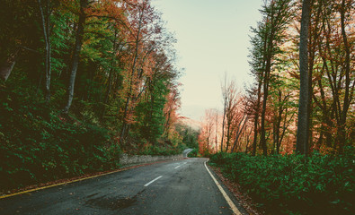 Fototapeta premium Asphalt road in the autumn forest landscape