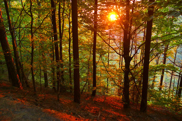 Warm autumn sunset scenery in a forest, Bohemian Switzerland National Park, Czech Republic