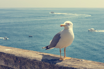 Sea gull posing on concrete wall with seaview.