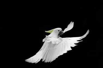 Flying white Sulphur-crested cockatoo isolated on black background © Rytis