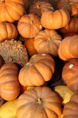 pumpkins and gourds