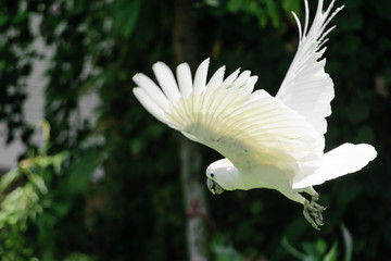Flying white Sulphur-crested cockatoo in green foliage blurred background © Rytis