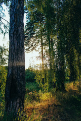 Fototapeta premium Field and forest, green grass and dawn