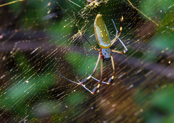 spider on a web in costa rica