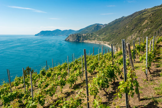 Lines of Mediterranean vineyard above crystal clear sea.