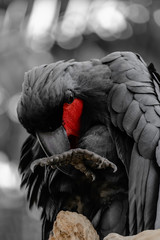Black palm cockatoo with red cheek in black and white tropical forest background