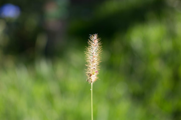 closeup of green grass