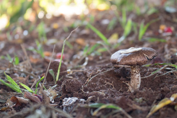 mushroom in the forest