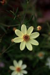 daisy blossom in muted tones