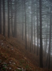 misty forest in fog