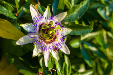 passion flower Passiflora caerulea Passionflower against green garden background