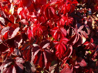 Red ivy leaves