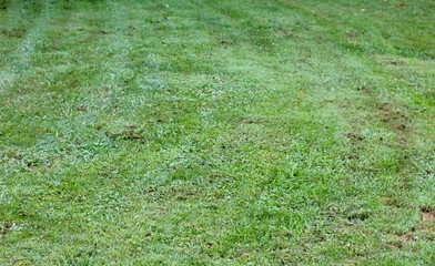 The texture of the grass turf surface on a close up view.