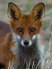 Red fox in low light