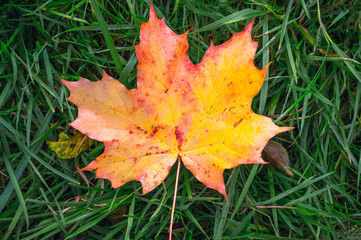 view of different autumn leaves
