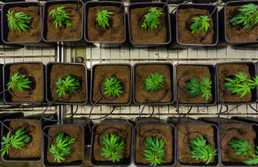 Cannabis Stecklinge in CBD Indoor Anlage von oben