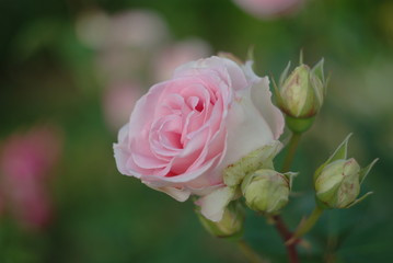 pink rose in the garden